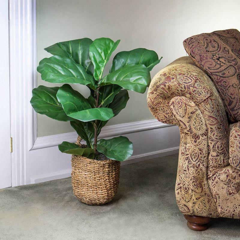 36" x 18" Artificial Fiddle Leaf Fig Plant in Basket - LCG Florals: Faux Fig, Indoor Polyester Decor, Wicker Basket