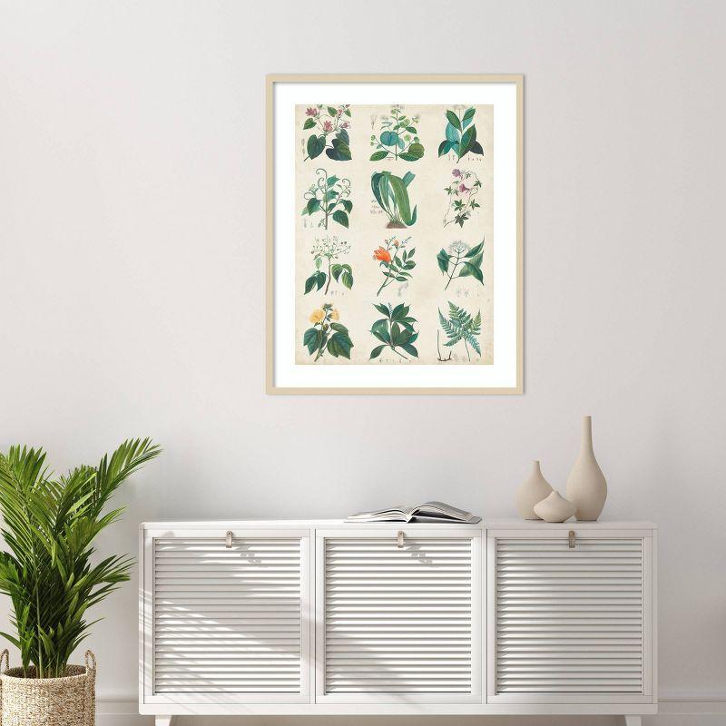 Botanical Schema II Svelte Natural Framed Abstract Print