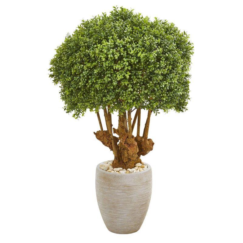 Elegant Outdoor Boxwood Topiary in Sandstone Planter, 44" High