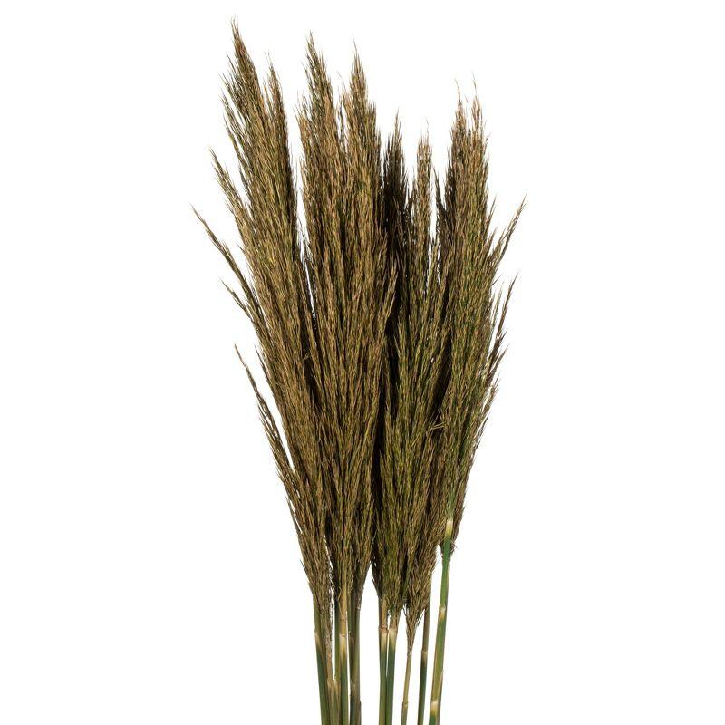 Zellmer 36" Plume Reed Bundle (15-20 stems), Preserved