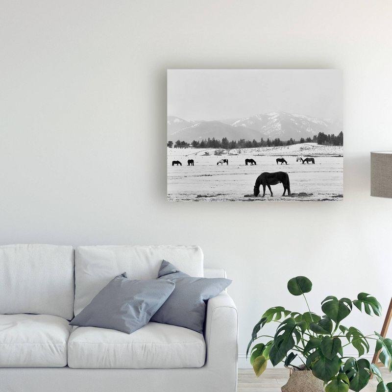 35"x47" Black Horse In Winters Mountains Wyoming by Monte Nagler: Unframed Canvas Wall Art - Trademark Fine Art