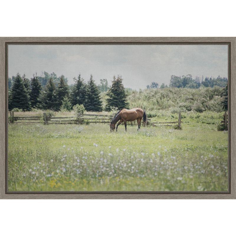 Sun Drenched Horse Grazing Canvas Framed Print