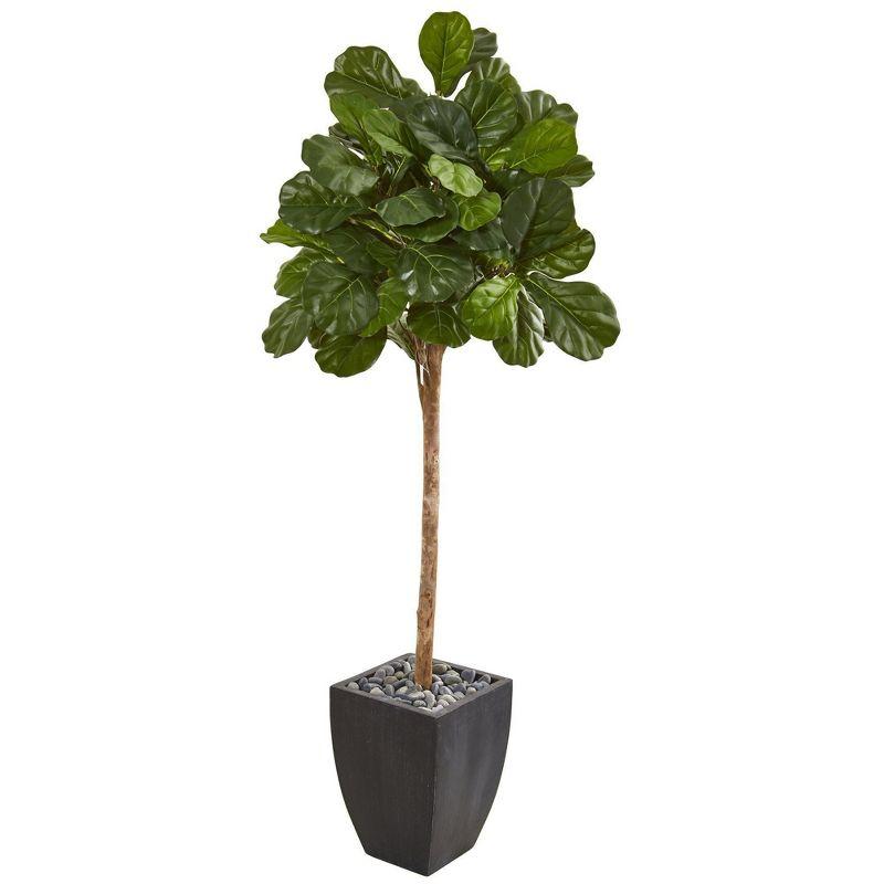 Summer Elegance 74" Fiddle Leaf Fig in Black Planter