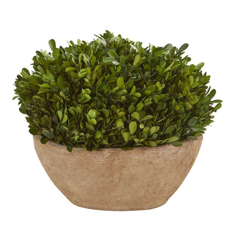 Bright Vivid 12in. Boxwood Preserved Outdoor Arrangement in Oval Planter