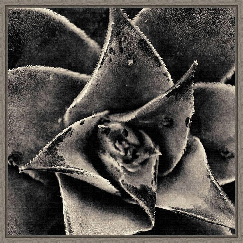 20" x 19" Black and White Succulent Framed Canvas Print