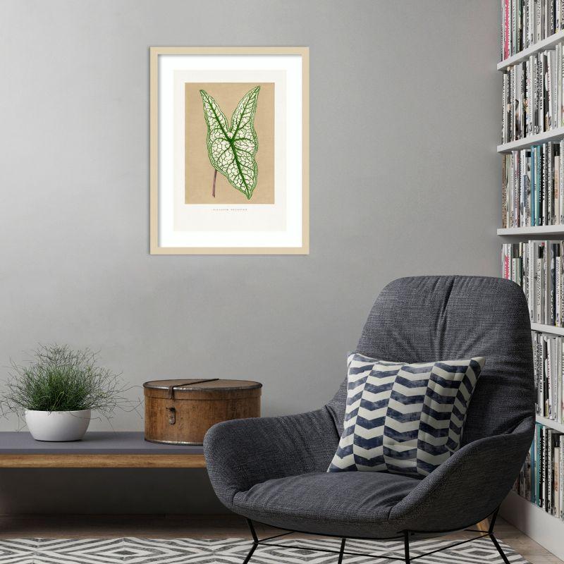 Amanti Art Green Caladium Belleymii Leaf Illustration by Pictufy Wood Framed Wall Art Print