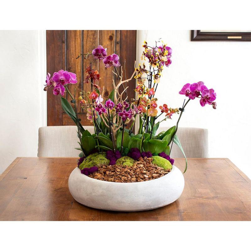 Super Moss SuperMoss Preserved Moss Mix, Mixed Colors, Approx. 2oz | Wayfair