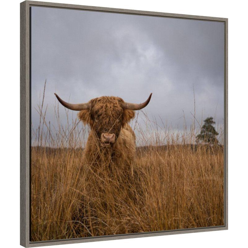 22" x 22" It wasn't me Highland Cow by Gert van den Framed Canvas Wall Art Print - Amanti Art: Animal-Themed Decor