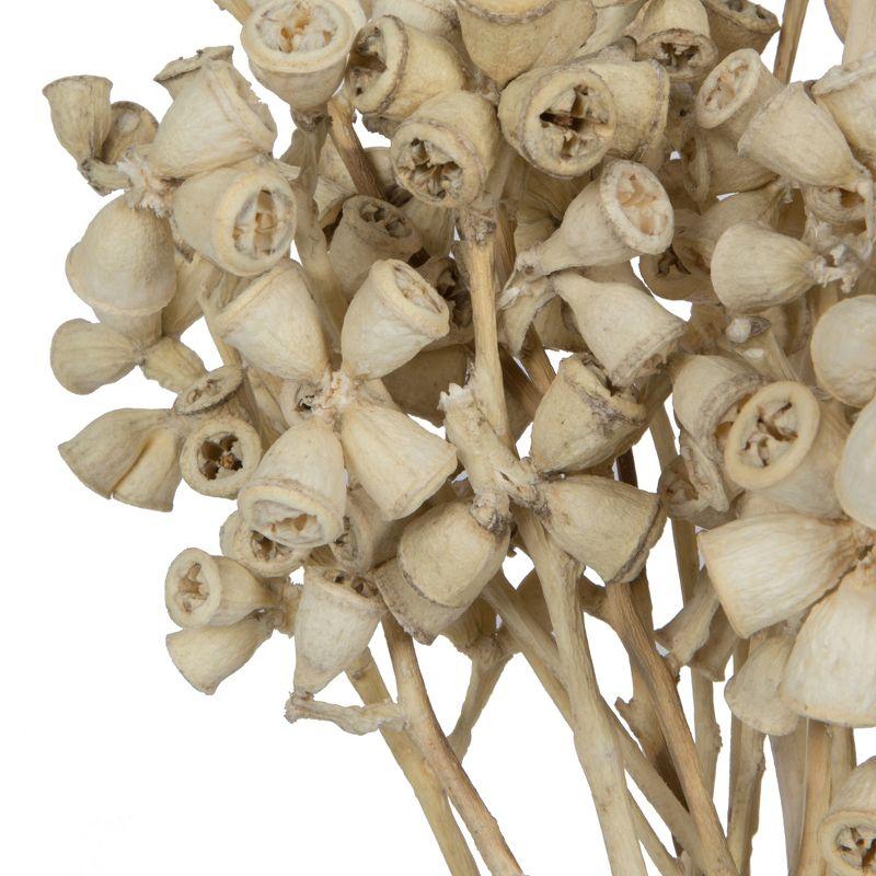 Primrue Natural Botanicals 11" x 2-4" Conical Gum Branch, 20 stems per unit