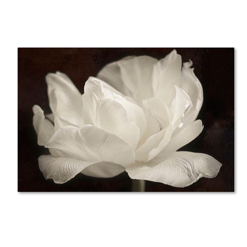 Trademark Fine Art -Cora Niele 'White Tulip III' Canvas Art