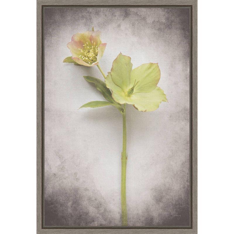 Vintage Hellebore Study II Greywash Framed Canvas Print