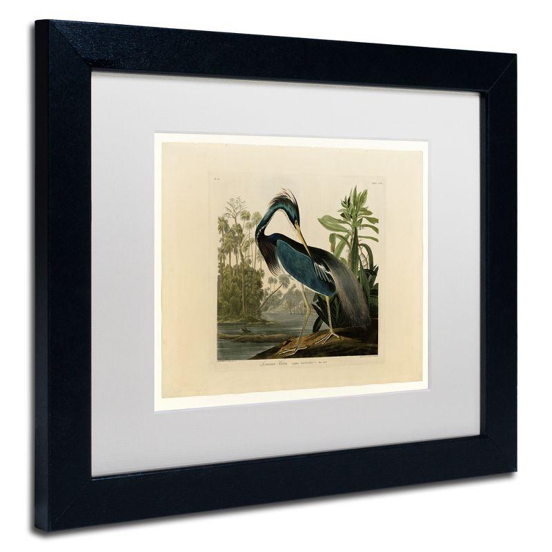 Louisiana Heron Bird Canvas Art with Black Frame