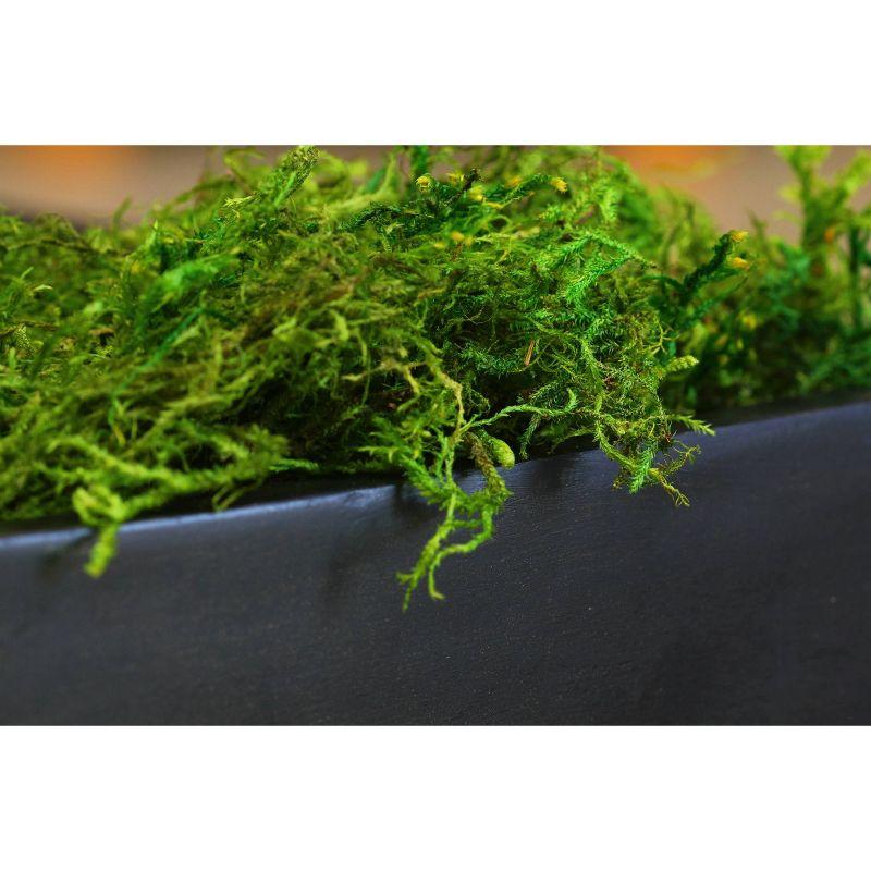 SuperMoss Preserved Forest Moss Decorative Filler: Basket Liner, Soil Topper, Craft Projects - Green