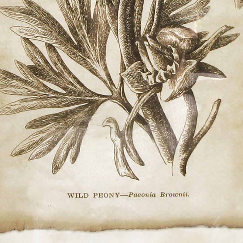 Plum & Post Framed Vintage Floral Prints Set of 6