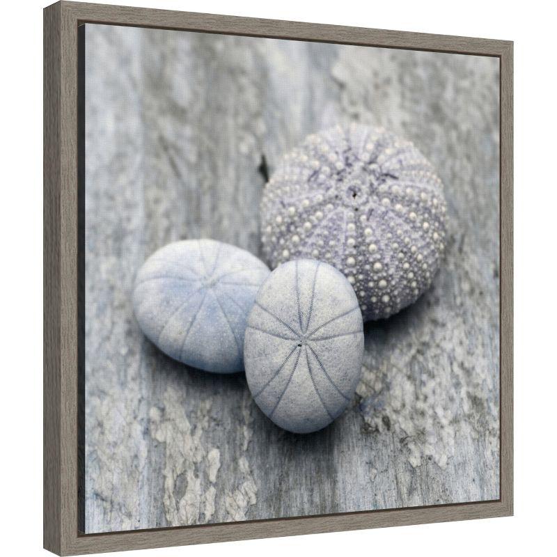 Amanti Art Nautical Shell still life II by Savanah Plank Danita Delimont Canvas Wall Art Print Framed 16 x 16-in.