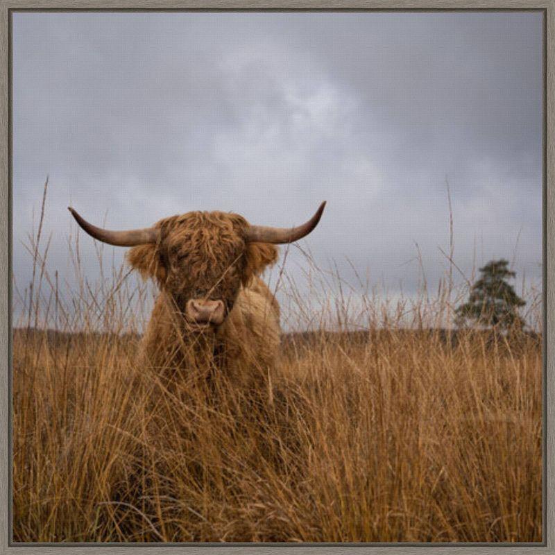 22" x 22" Highland Cow in Field Framed Canvas Print