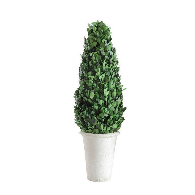 Elegant 17'' Preserved Boxwood Cone Topiary in Distressed Clay Pot