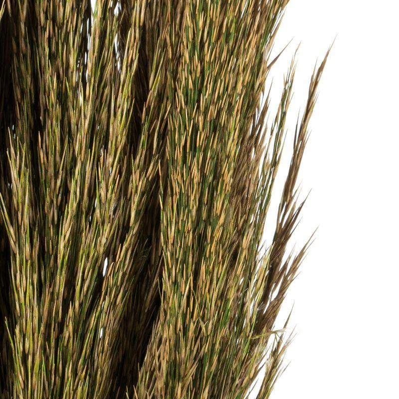 Zellmer 36" Plume Reed Bundle (15-20 stems), Preserved