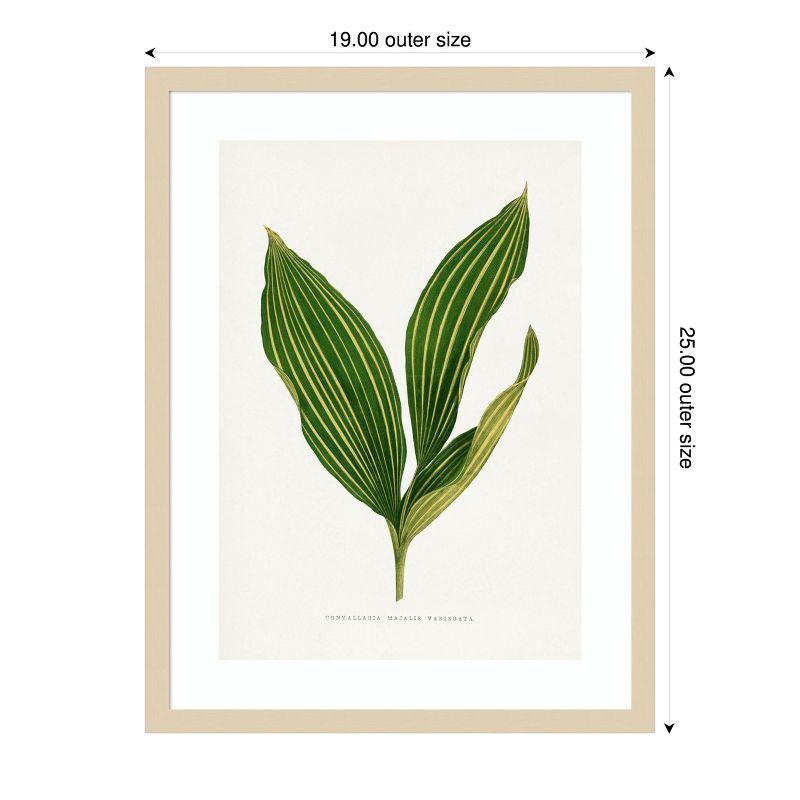 Amanti Art Lily of the Valley Leaf Illustration by Pictufy Wood Framed Wall Art Print