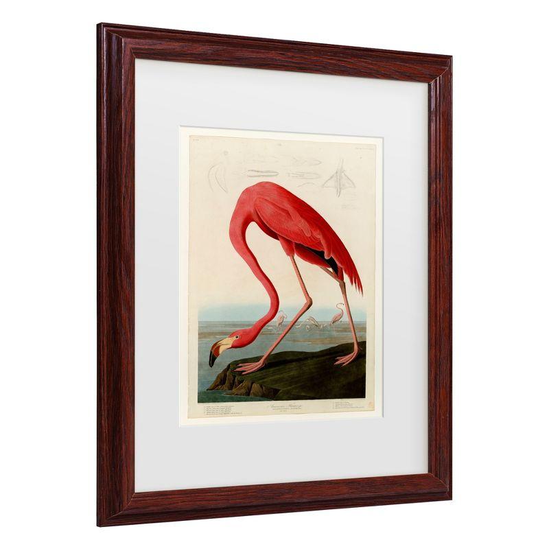 Trademark Fine Art -John James Audobon 'American Flamingo' Matted Framed Art - Brown - 22.75''x22.75''
