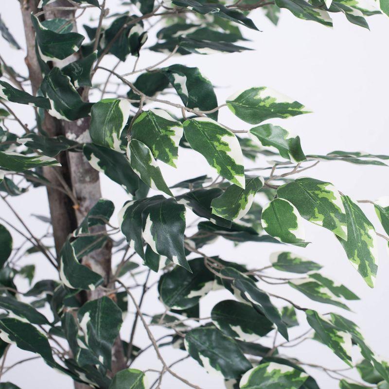 Vickerman 6' Artificial Variegated Ficus, Black Plastic Pot In a 7"Lx7"Wx6"H base.