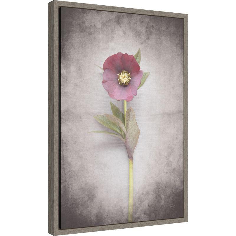 Amanti Art Vintage Hellebore Study VI by Felicity Bradley Framed Canvas Wall Art