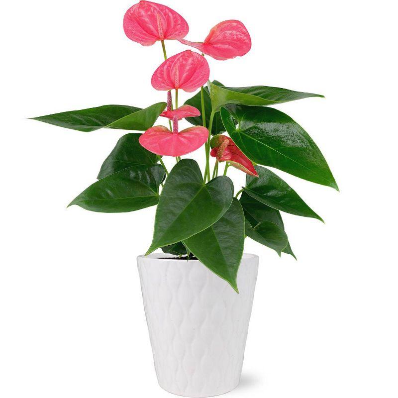 Live 5" Sweet Dream Pink Anthurium Houseplant with Moss in Evi Planter
