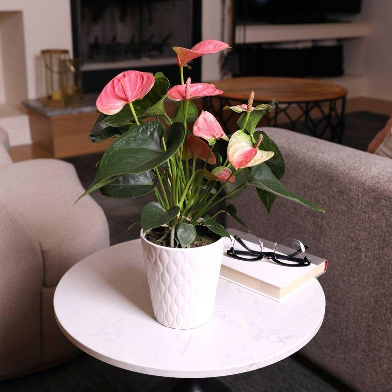 Live 5" Sweet Dream Pink Anthurium Houseplant with Moss in Evi Planter