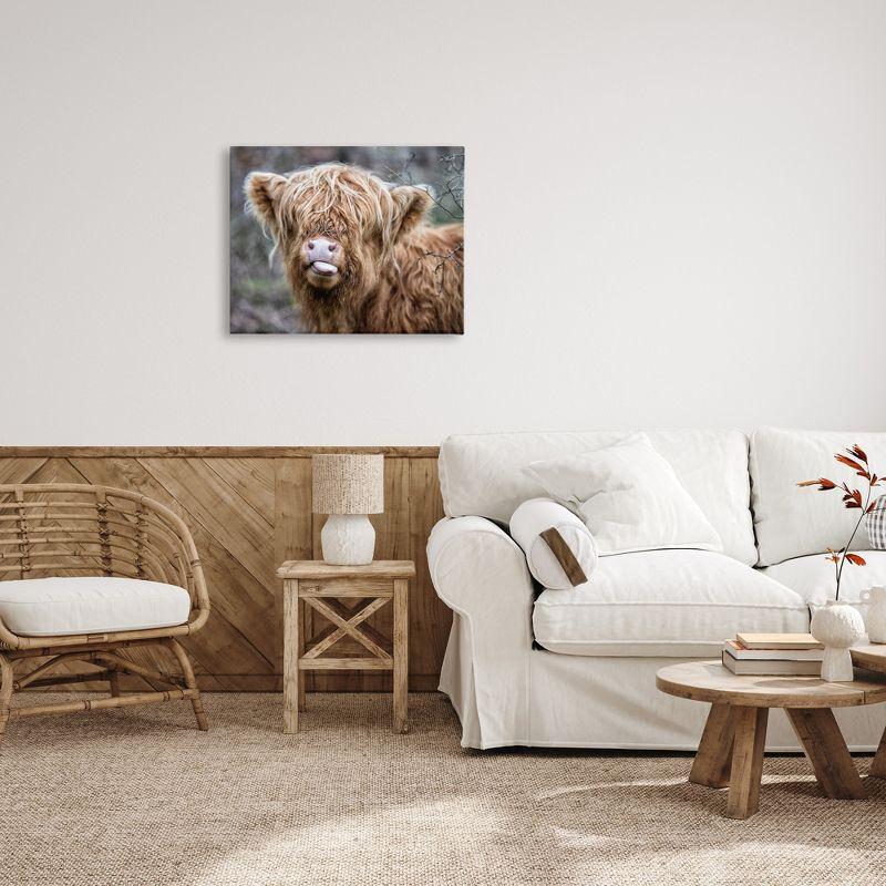 Highland Calf Licking Lips Canvas Print, 30" x 24"