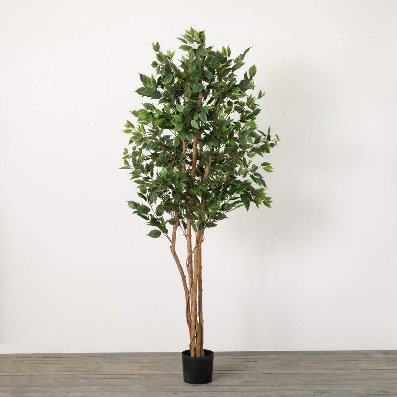 7'2"H Sullivans Oversized Potted Ficus Tree  Green