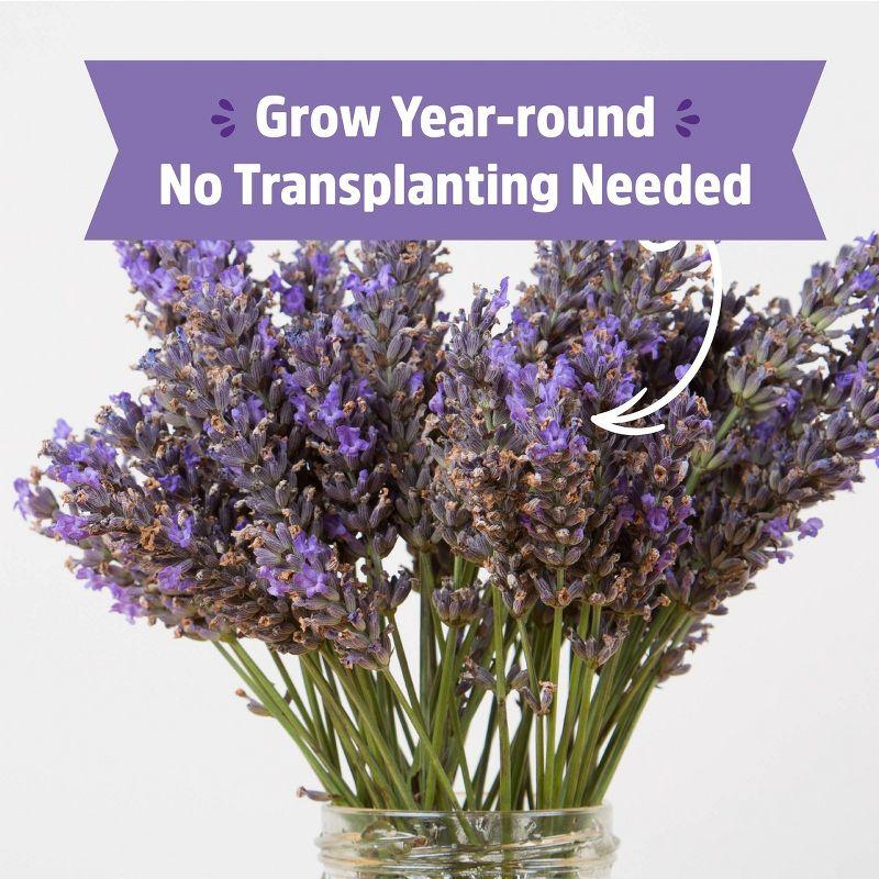 Back to the Roots Organic Lavender Grow Kit