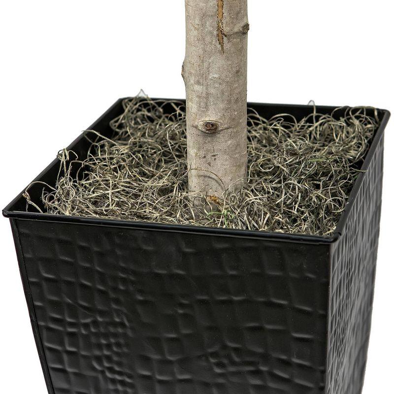 LCG Florals 6' Artificial Metal Ficus Planter in Black: Indoor Faux Foliage, No Assembly, Unlit