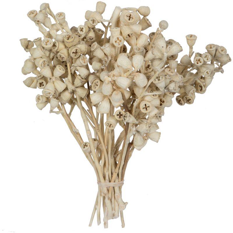 Bleached Natural Conical Gum Branch Stems, 20-Pack