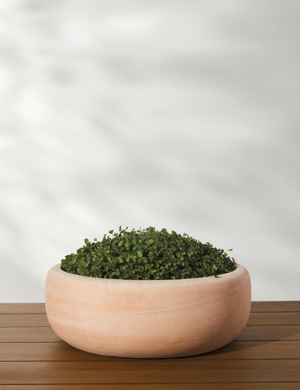 Annalise Planter (Set of 2) by Campania International