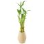 Beige Ceramic Potted 16'' Dracena Sanderiana Bamboo Plant