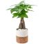 Money Tree in White and Cork Ceramic Pot