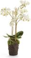 20-Inch White Phalaenopsis Orchid Drop-In Arrangement