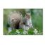 Eastern Grey Squirrel Framed Canvas Print in Green Woodland Scene