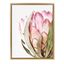 Pink Protea Flower 18x24 Framed Canvas Wall Art