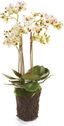 Realistic White and Purple Phalaenopsis Orchid Drop-in 20-Inch