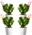 Live Flowering Christmas Cactus Set with White Pots, 4-Inch