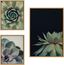 Natural Framed Succulent Canvas Wall Art Set, 3 Pieces