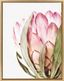 Pink Protea Flower 18x24 Framed Canvas Wall Art