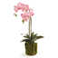 Pink Phalaenopsis Orchid in Moss Pot, 23"