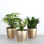 Gold Indoor Low Light Houseplant Set with Plastic Pots