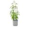 Fog Gray Self-Watering Indoor Outdoor Planter with Trellis